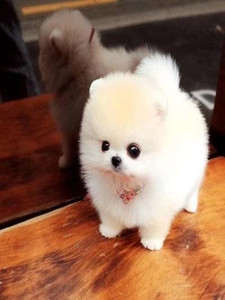 纯种博美犬幼犬茶杯犬真狗长不大袖珍迷你俊介小型犬白色宠物狗狗