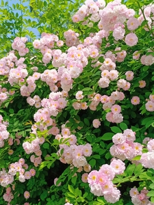 粉团蔷薇花苗老品种多花无刺蔷薇粉色群开爬藤花卉植物盆栽爬墙花