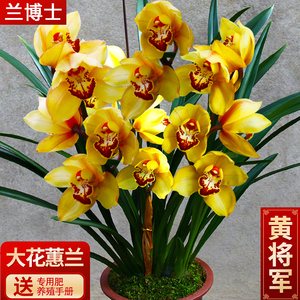兰花苗【黄将军】大花苞蕙兰铭品室内盆栽花卉绿植客厅阳台兰草