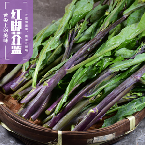 紫芥兰