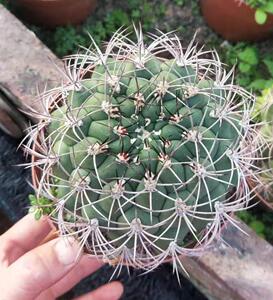 新天地开花仙人球