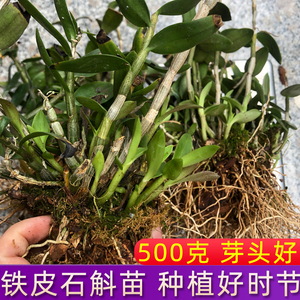 雁荡山铁皮石斛鲜条种植花草直销成品带根带叶发货批发铁皮枫斗苗