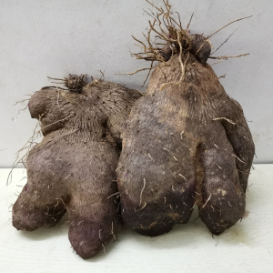 现挖脚板薯毛薯新鲜5斤包邮江西农家自种大薯紫玉淮山赣南紫山药