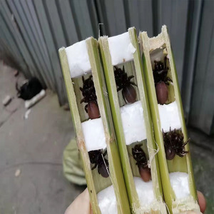 地蜘蛛鸟食画眉提性专用虫地黄牛活虫贵州野生地蜘蛛提性壮膘收身