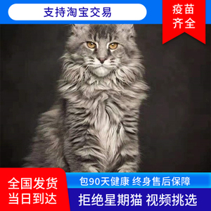 纯种缅因猫幼猫俄罗斯库恩宠物活体烟灰黑棕虎缅因巨型长毛猫赛级