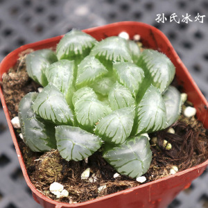 孙氏冰灯玉露 十二卷多肉植物防辐射肉肉植物办公室花卉雨露盆栽