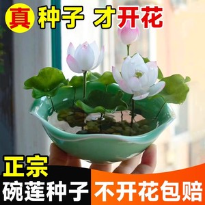 水培碗莲种籽子四季睡莲荷花水养植物室内缸养盆栽铜钱草草籽种孑