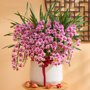 大花蕙兰盆栽带花苞春节喜庆花卉年宵花室内客厅好养拱兰蕙兰兰花