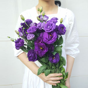 洋桔梗花束云南直发基地紫色鲜花速递同城家用水养插花鲜切花绿植