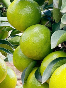 海南绿橙 皮薄汁多 热带水果 海南水果 橙子 多维c甜甜的 澄迈产