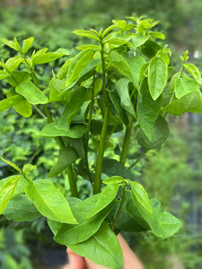 海南安妮庄园特产新鲜树仔菜 五指山野菜 益肝菜 纯天然绿色菜