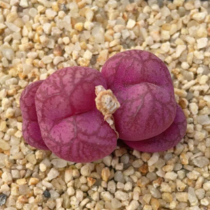 韩国多肉植物 肉锥番杏 白花紫猴cr1122