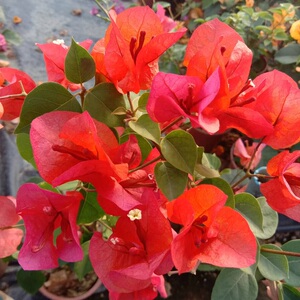 大花三角梅【宝老橙】耐寒鲜花爬藤植物阳台四季开花盆栽绿植包邮