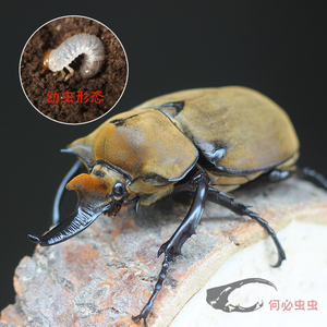 毛象大兜虫mee幼虫l1-l3甲虫活体大兜虫锹甲花金龟热门个性宠物