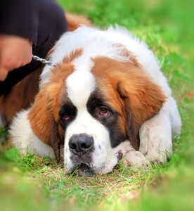 犬舍出售纯种网红赛级血统圣伯纳伯恩山可爱大型幼犬活体宠物狗狗