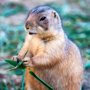 土拨鼠宠物黑尾