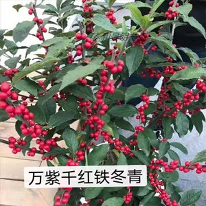 万紫千红铁冬青树苗室内外种植四季常青不掉叶庭院公园皆可种免邮