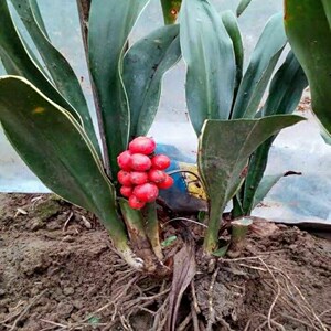 中华红果万年青阳台盆栽花卉吉祥花结婚乔迁升职四季常青包邮