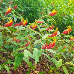 云南德宏野生山姜苗岩姜苗滇姜苗可凉拌食用可观花做盆景新鲜发货