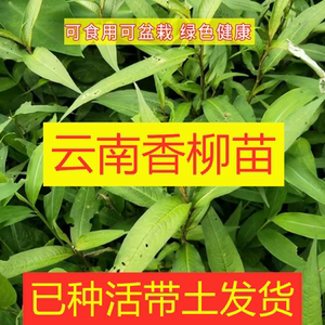 香柳新鲜香柳苗带根发货易活简易盆栽云南傣味特色鱼酸汤佐料香料