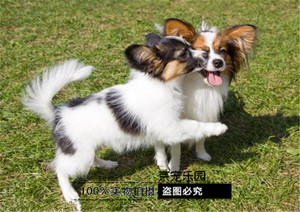 精品纯种蝴蝶犬幼犬 活体家养宠物 北京出售比熊约克夏小体狗狗