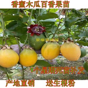 台湾新品种百香果苗香蜜百香果苗香蜜木瓜百香果盆栽金蜜香果树苗