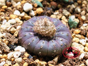 艳肌士童 frailea asteroides 仙人球 紫皮多肉实生播种子自收