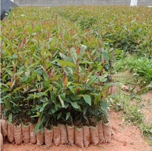 000人付款淘宝速生花卉长爬山虎苗树苗四季攀援a快速爬藤植物爬墙虎