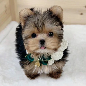 纯种约克夏幼犬金头雪白银背活体赛级超小体型茶杯幼崽金色宠物狗