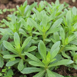 救心菜费菜养心草土三七心脏脑血管血脂血压痔泡茶阳台院药材盆栽