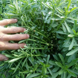 救心菜费菜养心草土三七养生心脏脑血管血脂血压痔泡茶煲汤中药材