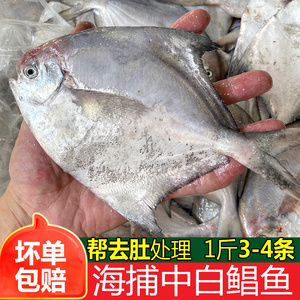 中白鲳鱼新鲜小银鲳鱼鲜活冷冻海鲜水产海捕深海鱼白昌鱼1斤3-4条