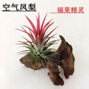 空气凤梨 无土植物 红色福果精灵 吸甲醇 空凤花园