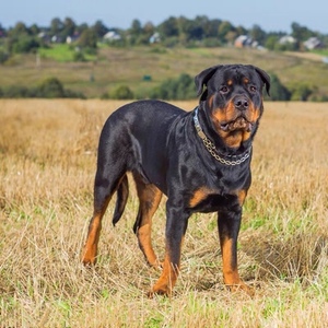 纯种罗威纳幼犬纯种大头德系罗威纳大型犬防爆犬护卫犬家养巨型犬