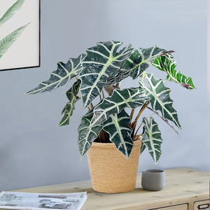 大仙女小仙女海芋竹芋室内盆栽桌面黑叶观音莲非洲面具绿植物网红