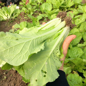 湖北农家露天小白菜秧鲜嫩叶菜火锅青菜汤当季时令蔬菜2斤包邮