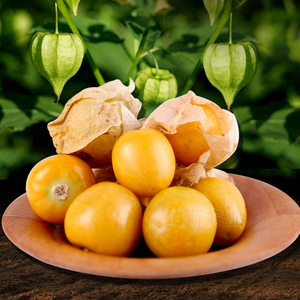 果紫姑娘果种籽红菇娘果种子超甜灯笼果黄姑娘果阳台水果孑37人付款7