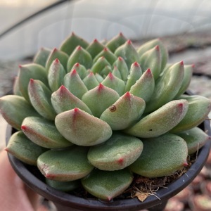 羽艺多肉园艺 青苹果多肉植物 办公桌盆栽 9公分盆满29包邮