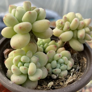 凝脂莲老桩群生 三头起发货带侧芽满29包邮 现在状态大棚直销