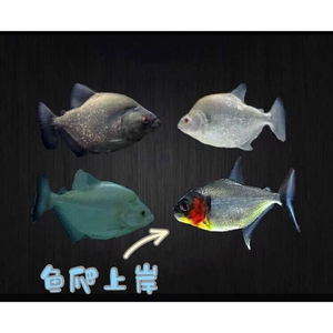 秘鲁黑食苗钻黑普黑热带凶猛鱼观赏鱼亚马逊猛鱼包邮包损