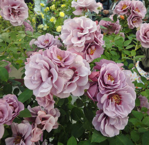 欧月 紫色藤本眼睛 紫晶巴比伦 藤本月季花卉花苗 盆栽 紫色