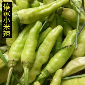 云南新鲜调味蔬菜傣族小米辣白色辣子清香生辣椒泡椒 一斤