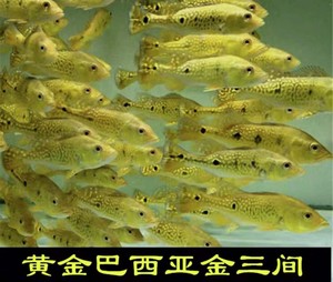 黄金巴西亚鱼活体帝王三间鱼起头巴西金老虎中层热带淡水观赏鱼
