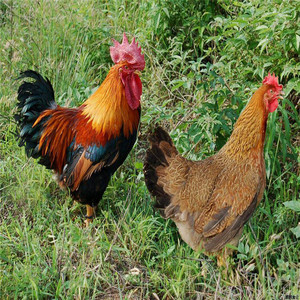 清远麻鸡苗正宗广东清远1.5 2号土鸡品种 活体邮运包活包打疫苗