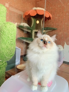 布偶猫手套重点色