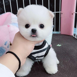 纯种博美比熊幼犬茶杯犬长不大俊介犬小型犬狗活幼体宠物活物狗狗