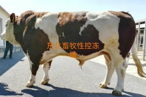 性控冻精公母可选择西门塔尔牛冻精进口纯种