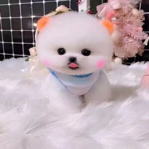 纯种博美幼犬活体长不大小型犬茶杯可爱家庭犬俊介犬动物宠物狗狗