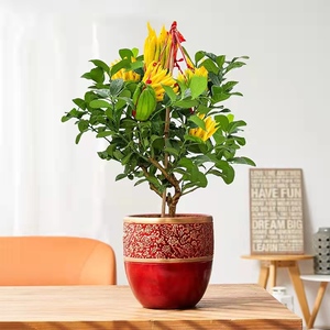【年宵花】佛手带果盆栽杭州佛手带果树柑盆景绿植室内外庭院植物