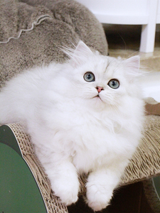 纯种金吉拉幼猫活体小猫咪白色长毛猫宠物猫高地猫折耳猫短腿猫